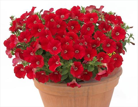 Foto fiore da  Vaso, aiuola, balcone, basket Petunia multiflora Baby Gioconda Scarlet