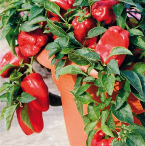 Foto fiore da  Vaso e aiola Capsicum annuum Red Skin F1