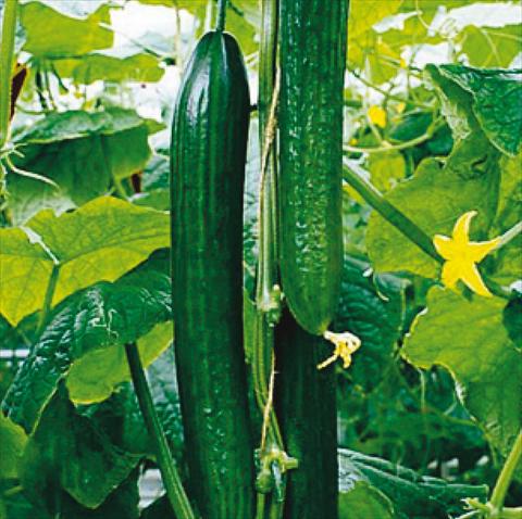 Foto fiore da  Aiuola e/o bordura Cucumis sativus (cetriolo) Super Olandese F1