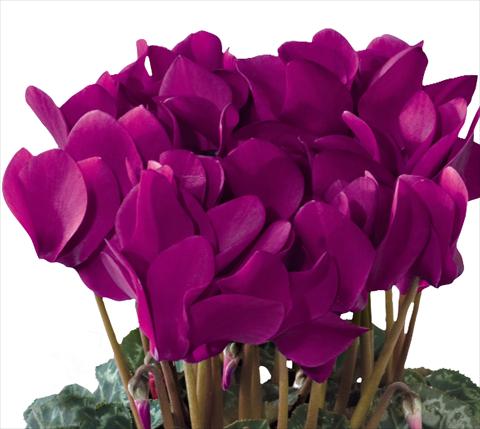 Foto fiore da  Vaso e aiola Cyclamen persicum midi Tianis® F1 Violet Foncé