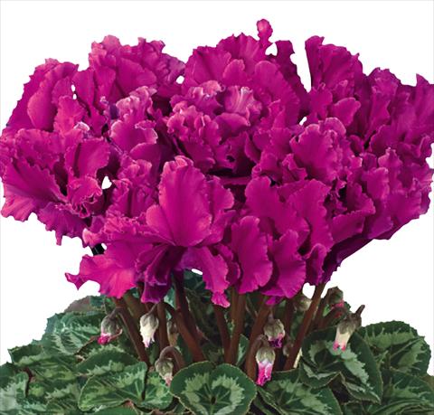 Foto fiore da  Basket o vaso Cyclamen persicum Halios® F1 Curly® Violet Foncé