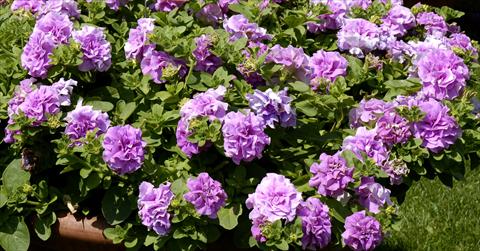 Foto fiore da  Basket o vaso Petunia pendula Surfinia® Double Lilac