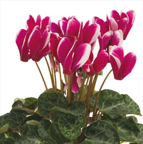 Foto fiore da  Basket o vaso Cyclamen persicum Snowridge F1 Purple