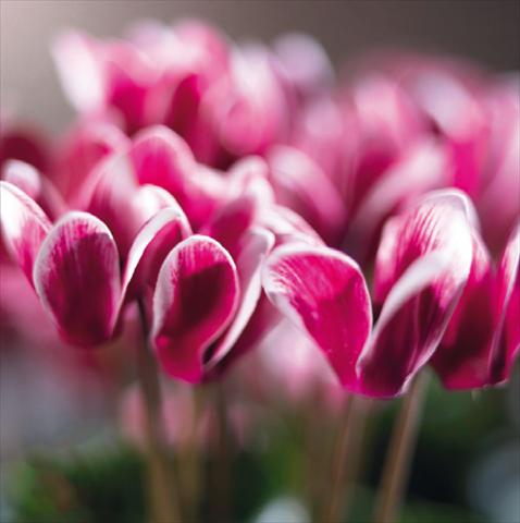 photo of flower to be used as: Basket / Pot Cyclamen persicum Snowridge F1 Wine