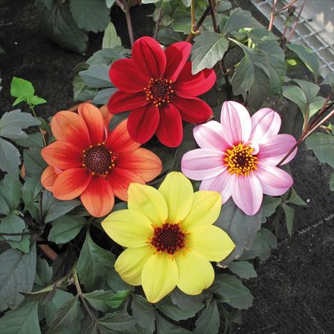 Foto fiore da  Vaso e aiola Dahlia Patio foglia scura