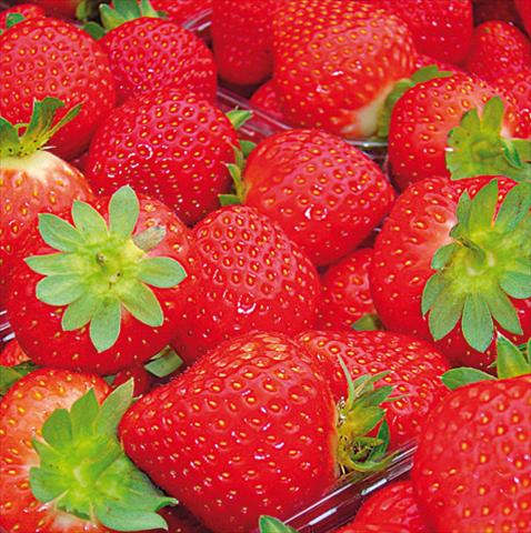 photo of flower to be used as: Pot, bedding, patio Fragaria Anita