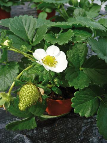 Foto fiore da  Vaso, aiuola, balcone Fragaria F1 Ambra a fiore bianco