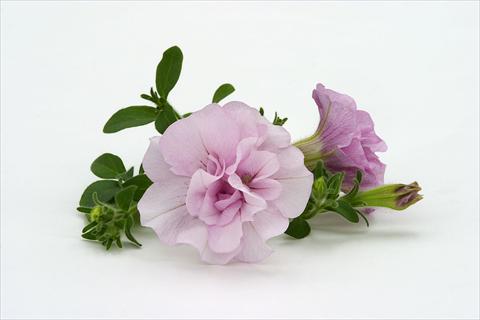 Foto fiore da  Basket o vaso Petunia pendula Surfinia® Double Pink