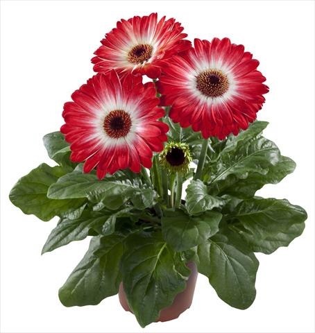 Foto fiore da  Vaso Gerbera jamesonii Flori Line® Eyecatcher Red