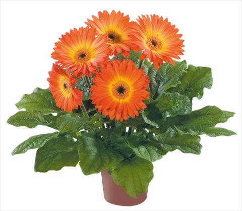 Foto fiore da  Vaso Gerbera jamesonii Flori Line® Midi Fireball