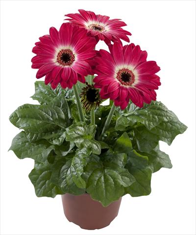 photo of flower to be used as: Pot Gerbera jamesonii Flori Line® Midi Eyecatcher Dark Purple