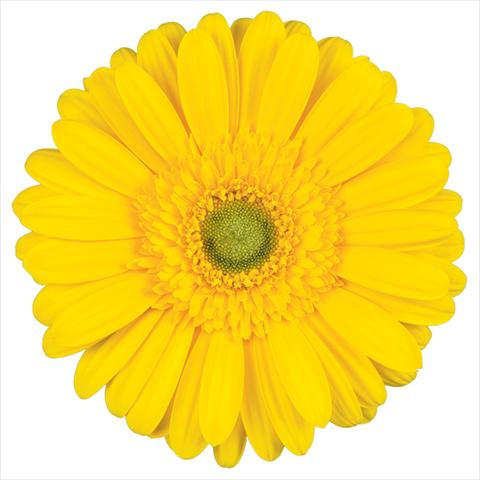 photo of flower to be used as:   Gerbera jamesonii Kento®