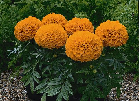 Foto fiore da  Vaso e aiola Tagetes patula Antigue Orange