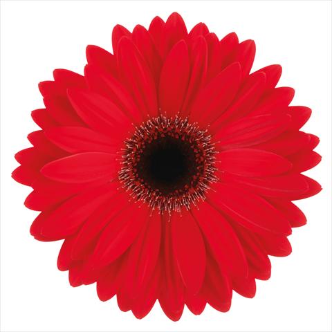 photo of flower to be used as:   Gerbera jamesonii Soho®