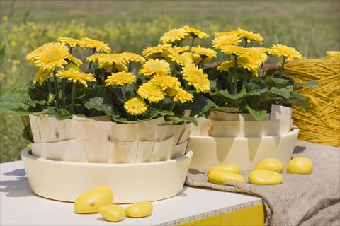 photo of flower to be used as: Pot Gerbera jamesonii Sundayz® Mini Yellow