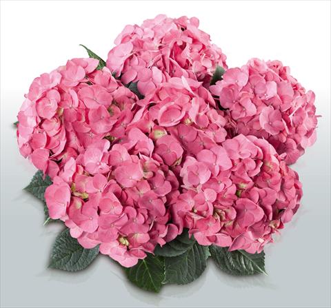 photo of flower to be used as: Pot and bedding Hydrangea macrophylla Duro©