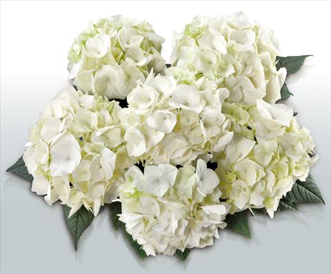 photo of flower to be used as: Pot and bedding Hydrangea macrophylla Vanilla Sky©