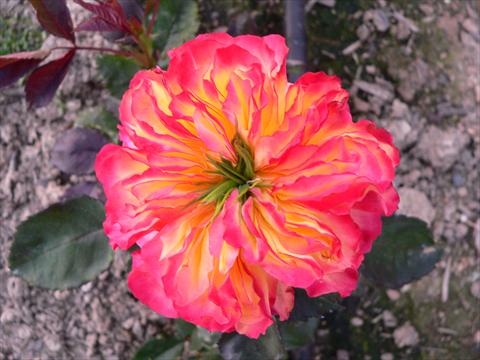 photo of flower to be used as: Bedding / border plant Rosa paesaggistica Romanov
