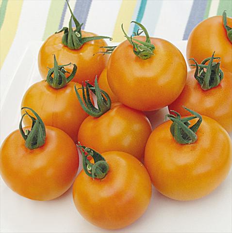 photo of flower to be used as: Pot, bedding, patio Solanum lycopersicum (pomodoro) Apresa F1
