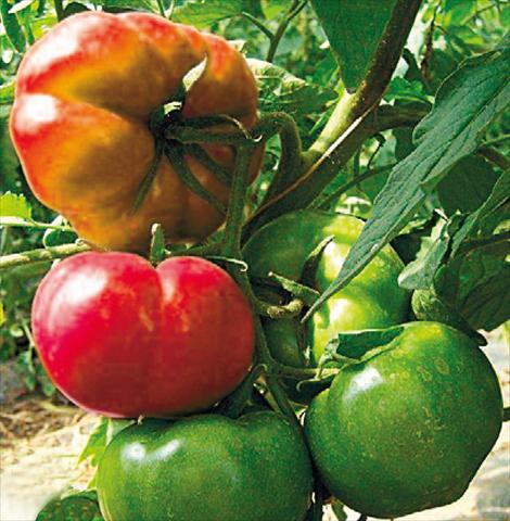 Foto fiore da  Vaso, aiuola, balcone Solanum lycopersicum (pomodoro) Caramba F1