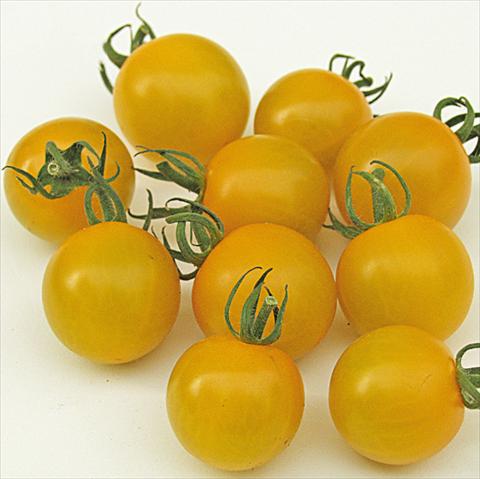 Foto fiore da  Vaso, aiuola, balcone Solanum lycopersicum (pomodoro) Golden Pearl