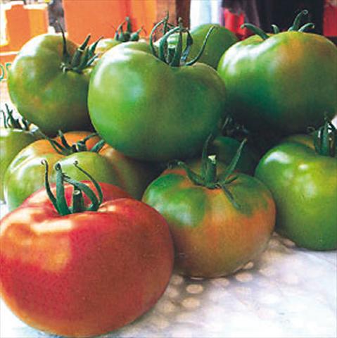 Foto fiore da  Vaso, aiuola, balcone Solanum lycopersicum (pomodoro) Naysika F1