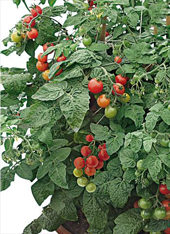 photo of flower to be used as: Pot, bedding, patio Solanum lycopersicum (pomodoro) Siderno F1