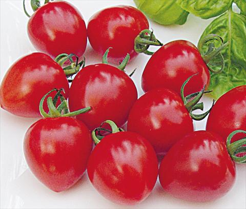 photo of flower to be used as: Pot, bedding, patio Solanum lycopersicum (pomodoro) Gardenberry F1