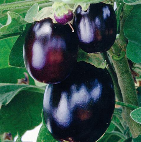photo of flower to be used as: Pot, bedding, patio Solanum melongena (melanzana) Jackpot F1