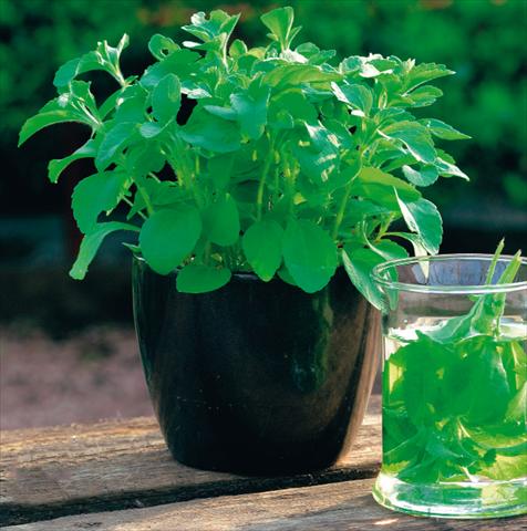 photo of flower to be used as: Pot and bedding Stevia rebaudiana 