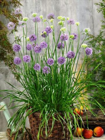 Foto fiore da  Vaso e aiola Allium tuberosum Quattro