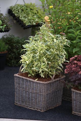 photo of flower to be used as: Bedding / border plant Eupatorium Pink Frost