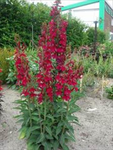 Foto fiore da  Vaso e aiola Lobelia speciosa Crimson