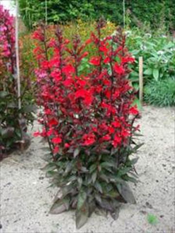 Foto fiore da  Vaso e aiola Lobelia speciosa Scarlet