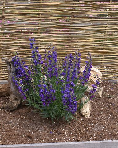 Foto fiore da  Vaso e aiola Penstemon Delfts Blue Riding Hood