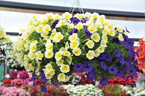 Foto fiore da  Vaso, balcone, basket 2 Combo RED FOX Confetti Garden Surprise Spring