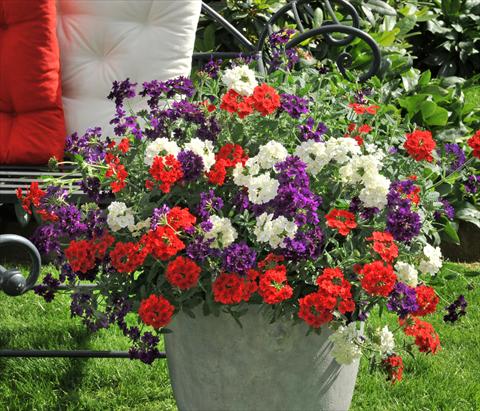 Foto fiore da  Vaso, balcone, basket 3 Combo RED FOX Confetti Garden Liberty