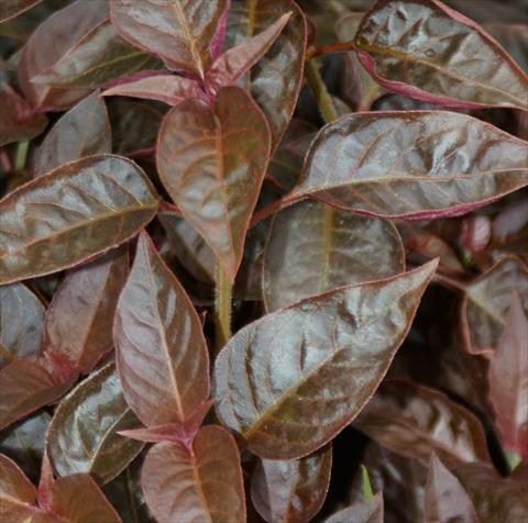 photo of flower to be used as: Bedding / border plant Alternanthera Cognac