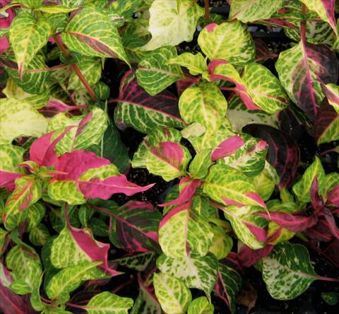 photo of flower to be used as: Bedding / border plant Alternanthera Mai Tai
