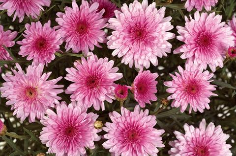 Foto fiore da  Vaso, aiuola, balcone Argyranthemum Angelic Pink Delight