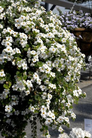 Foto fiore da  Vaso, balcone, basket Bacopa (Sutera cordata) RED FOX Bahia White