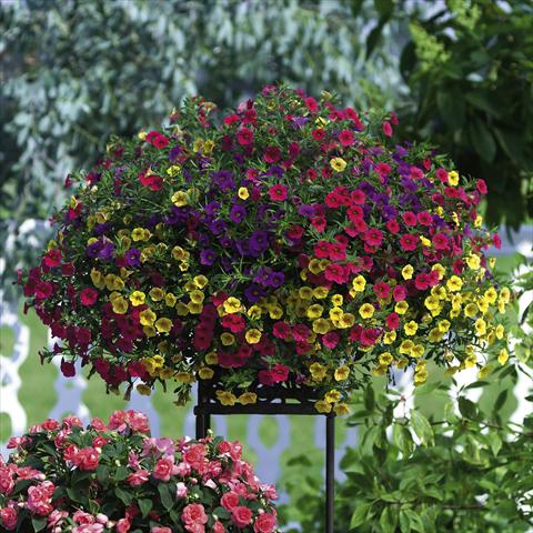 Foto fiore da  Vaso, aiuola, balcone, basket Calibrachoa Celebration® Karneval Mix