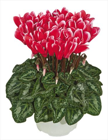 Foto fiore da  Vaso Cyclamen persicum mini Metis® Rouge