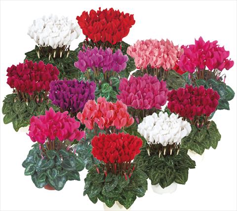 photo of flower to be used as: Pot Cyclamen persicum mini Smartiz® exp mix