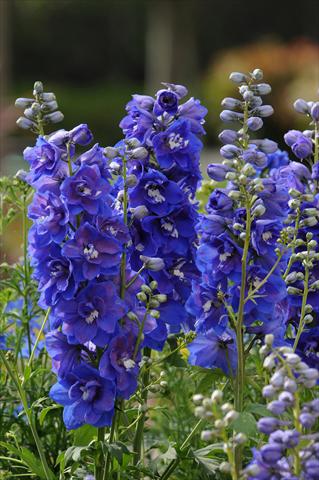 Foto fiore da  Vaso e aiola Delphinium elatum Dasante Blue F1