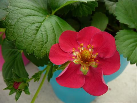 Foto fiore da  Vaso, aiuola, balcone Fragaria Berty F1 Rosso