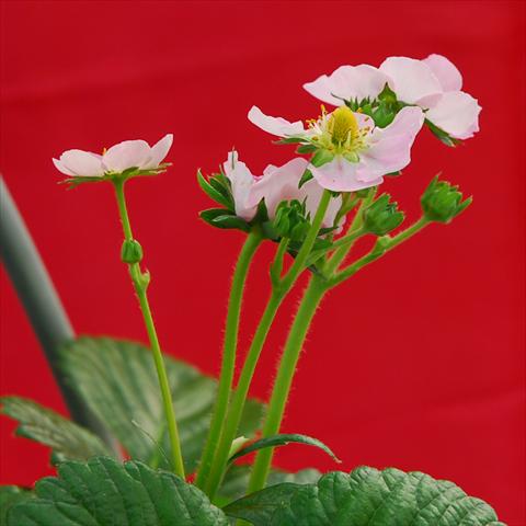 Foto fiore da  Vaso, aiuola, balcone Fragaria Romina F1 Rosa