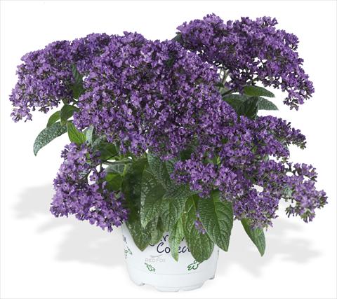 photo of flower to be used as: Bedding / border plant Heliotropium arborescens Nagano