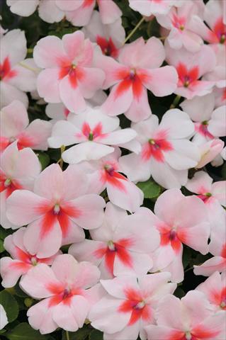 Foto fiore da  Vaso e aiola Impatiens walleriana Raffael F1 Cherry Splash