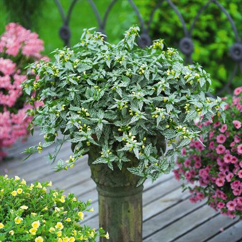photo of flower to be used as: Bedding / border plant Lamium Hermans Pride
